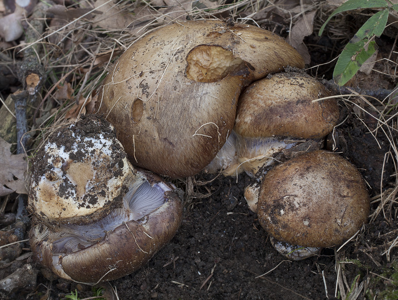 Cortinarius magicus